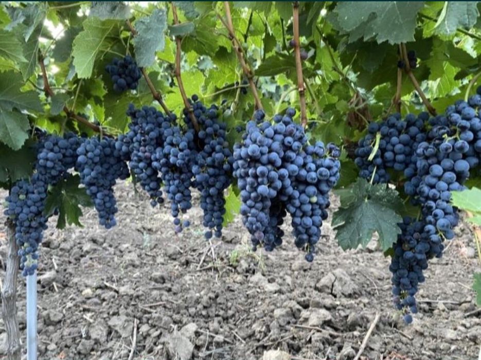 Struguri de vin producție PROPRIE