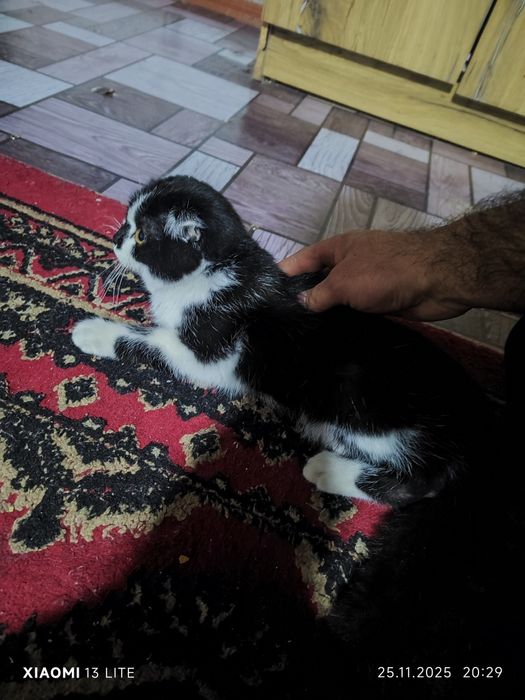 Ckoʻtish Foʻld oʻgʻil bola sotlad