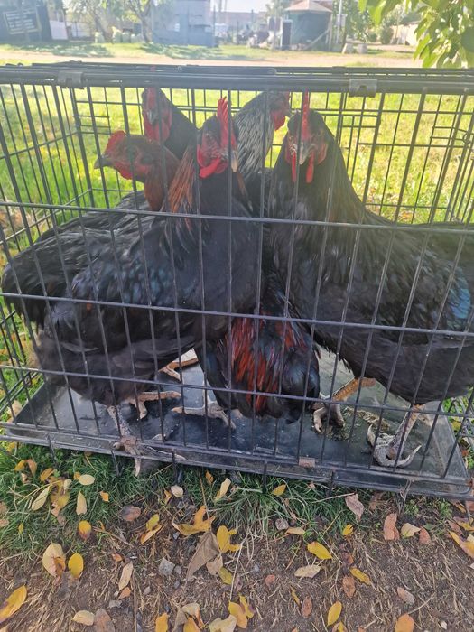 Продавам Петли и Кокошки  Еко