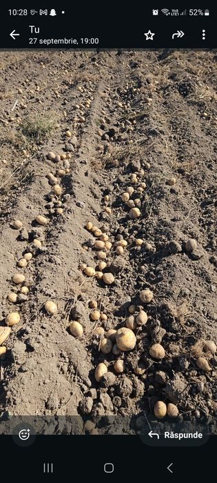 Vând cartofi de consum și de samanta