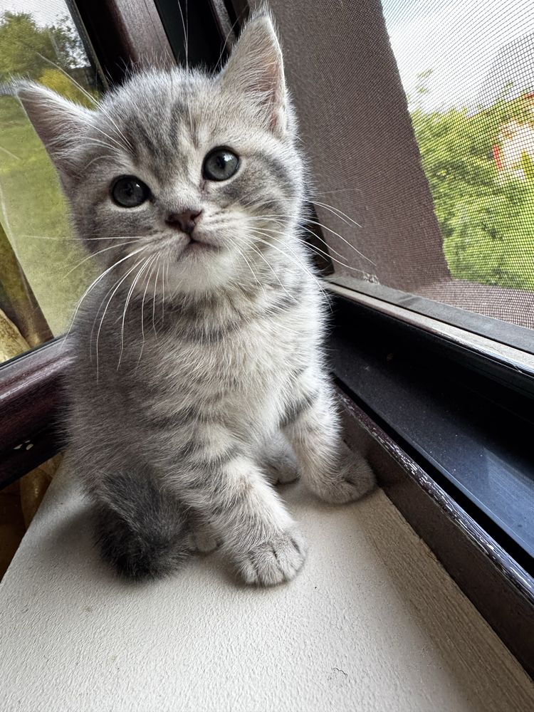 British Shorthair Silver Chinchilla