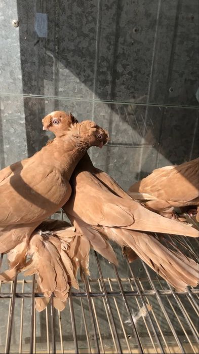 Выводы 2025г по старопородным