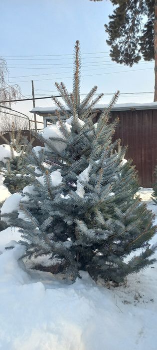 Голубая Ель, Блю Даймонд