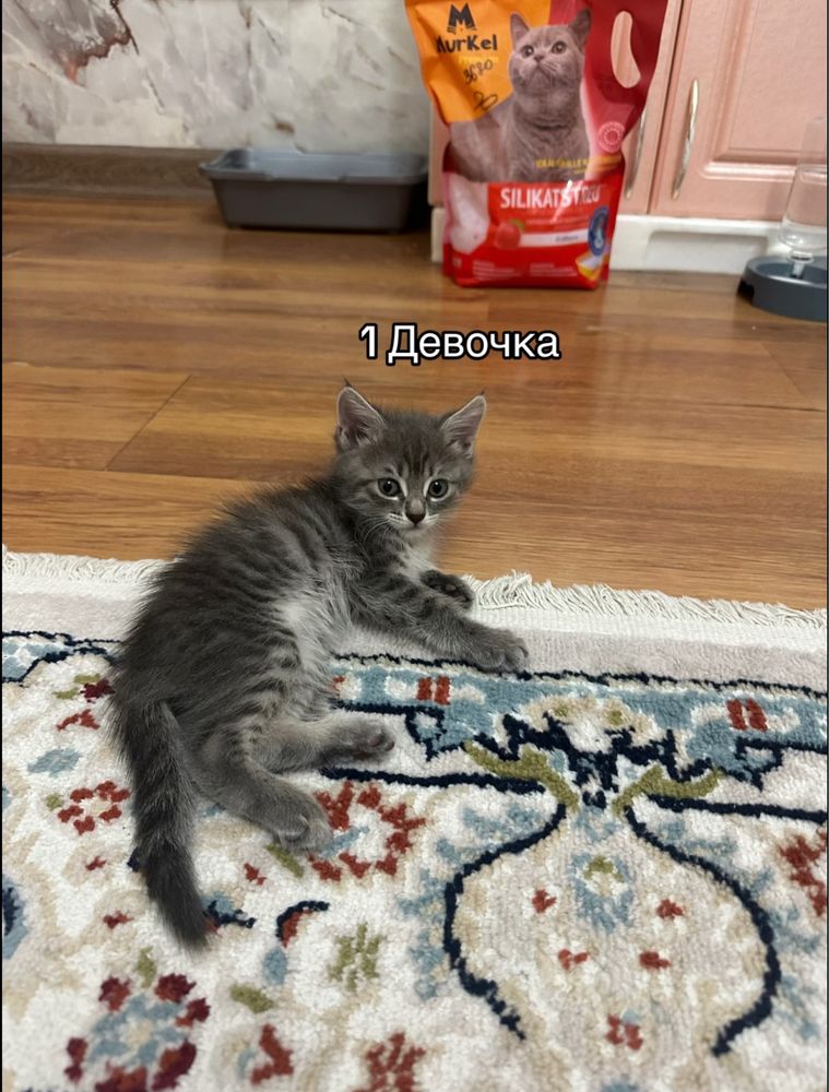 Котята 2 месяца продам