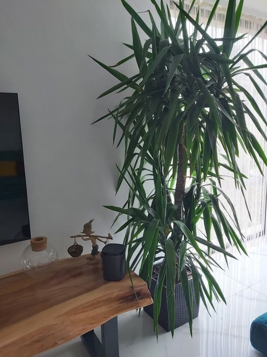 Plante ornamentale naturale.