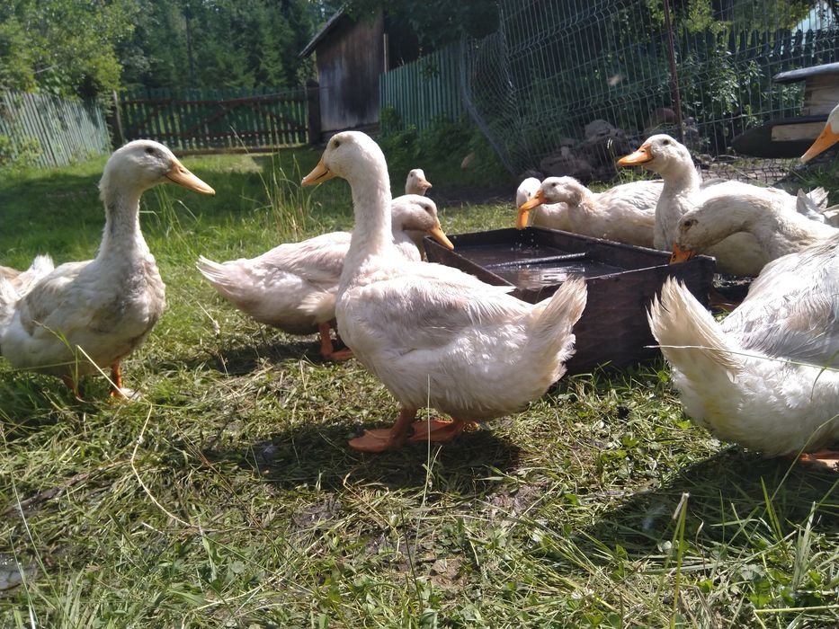 De vanzare Curcani de carne si Rațe de carne