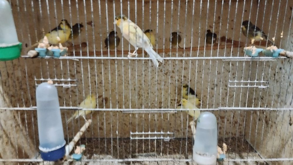 Vând canari masculi și femele
