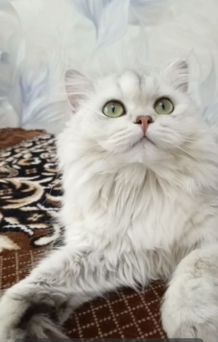 Скоттиш- страйт, окрас серебристый.