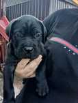 Femela cane corso