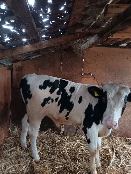 Vând tauras din monta