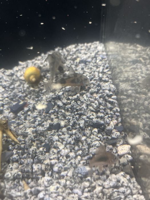 Продам аквариум ных рыб