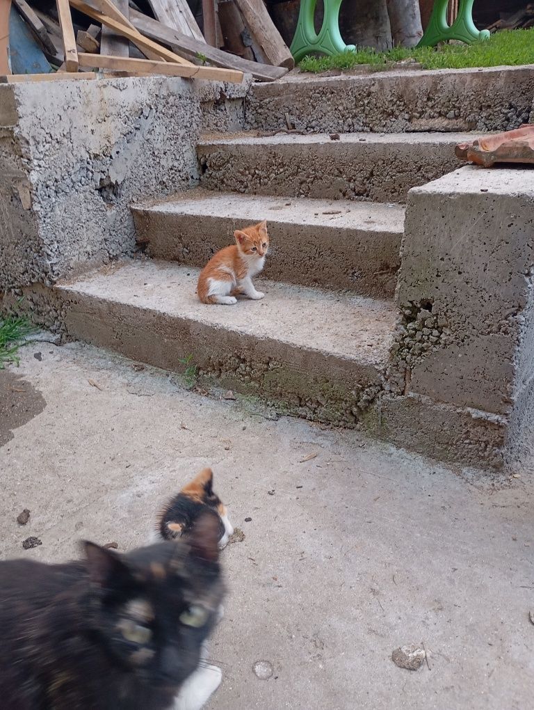 Подаряват се малки котета