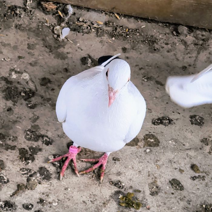 Femela voiajor ornament