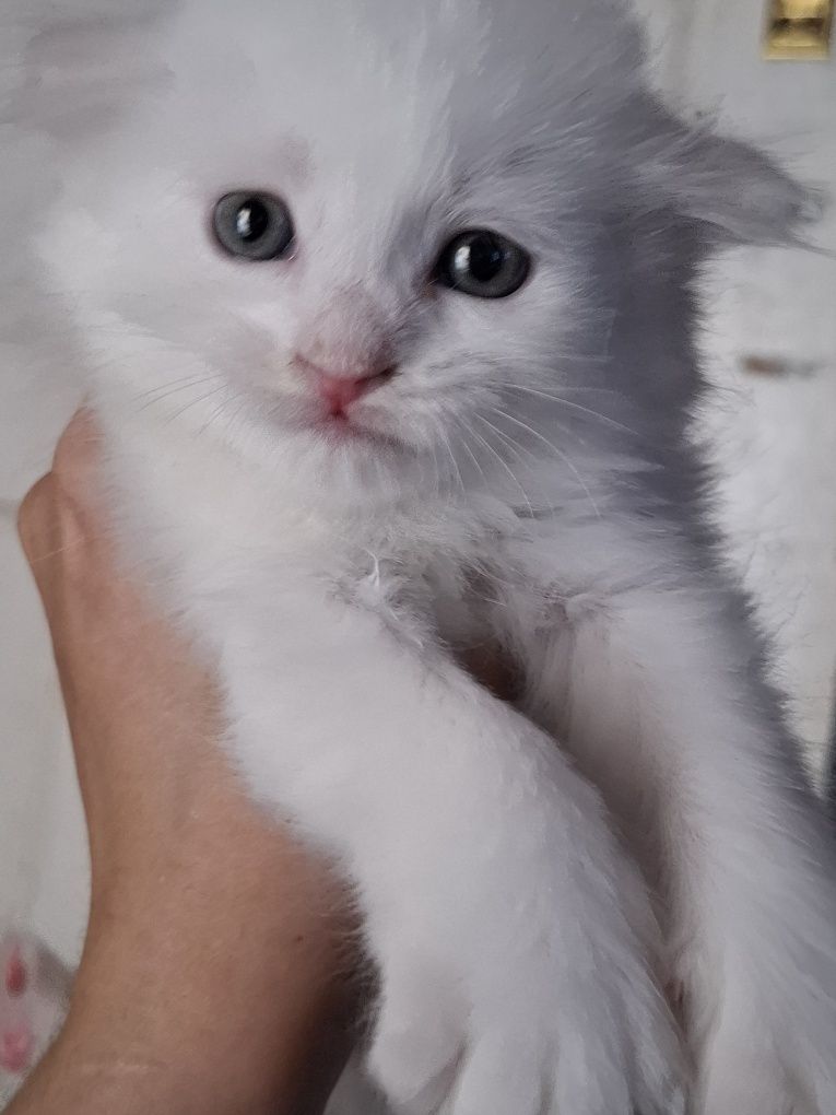 Котята на продажу
