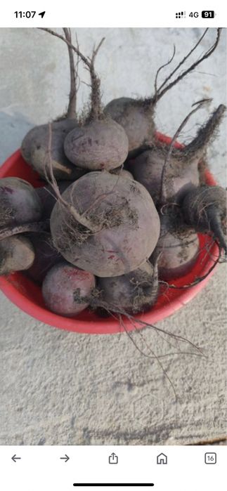 Свекла домашняя с огорода