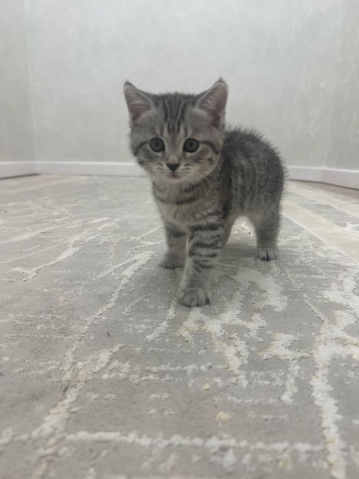 Продам котенка британской породы