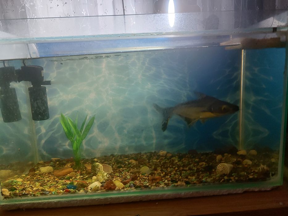 Продам аквариум с рыбой