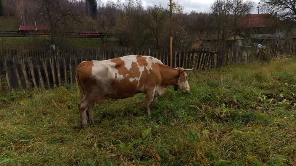 Vaci de vinzare de lapte