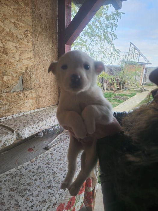 Donez catelusi 3 luni