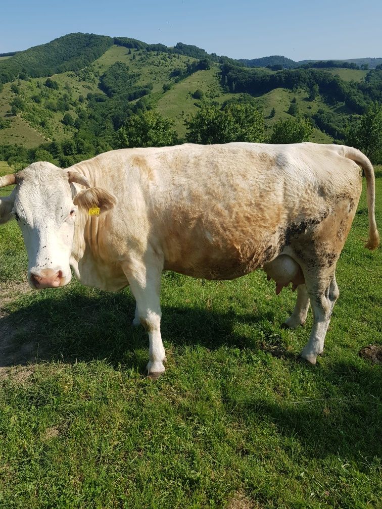 Vând vaca cu vițel de 2 săptămâni