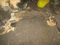 Jug cadru traversa motor NISSAN PRIMERA AN 2006 original