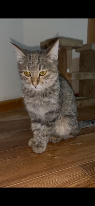 Отдам котенка в хорошие руки