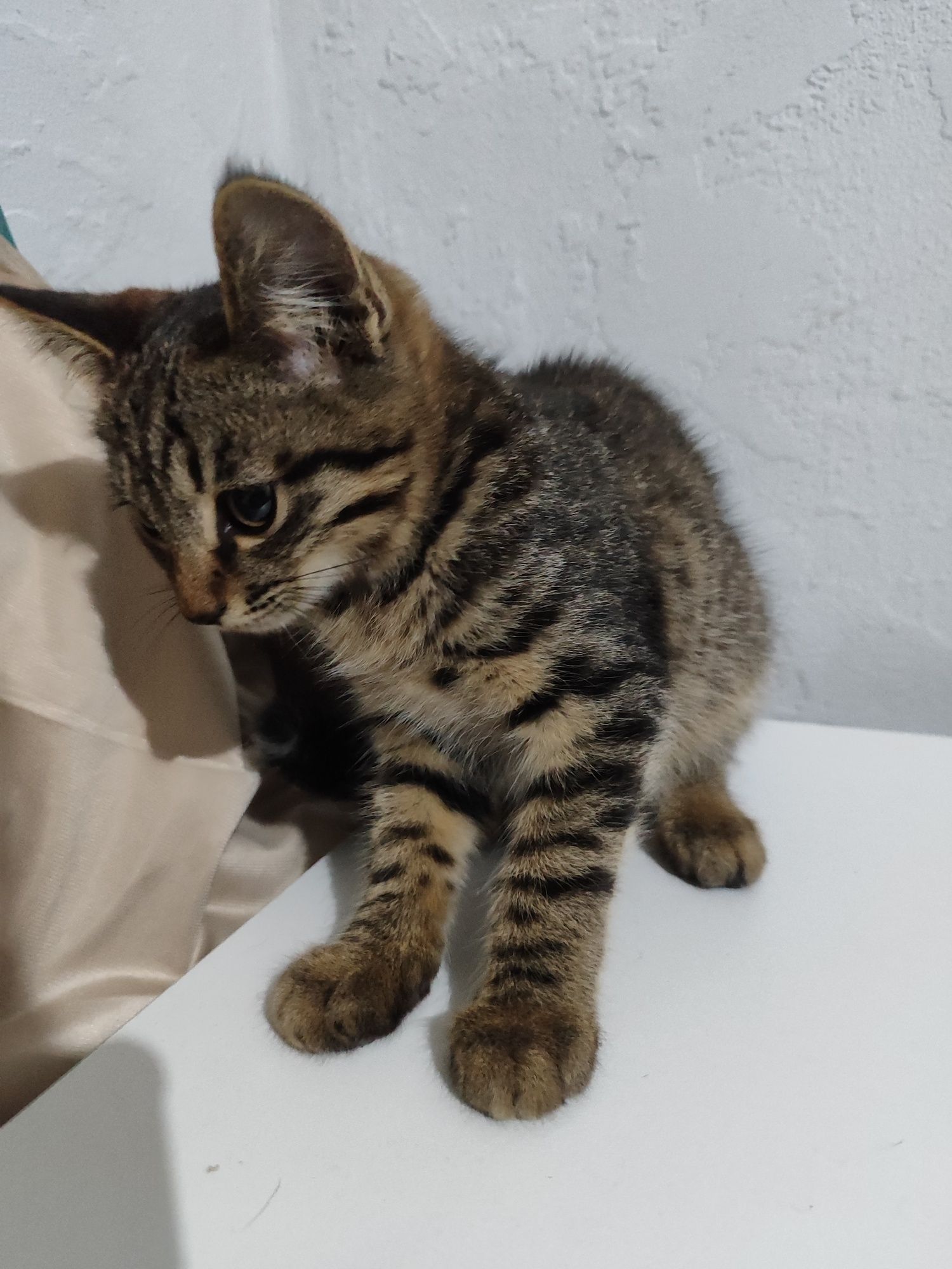 Котята  шымкент г