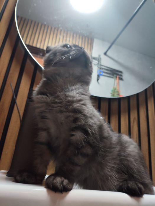 Вислоухий котёнок