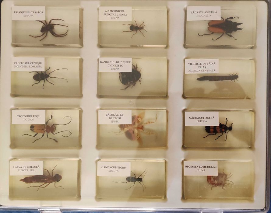 Colecția Insecte reale
