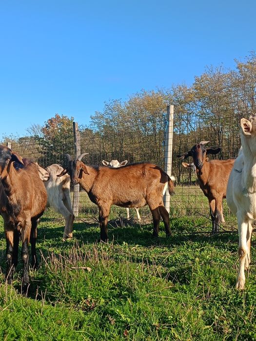 Țapi din primăvară