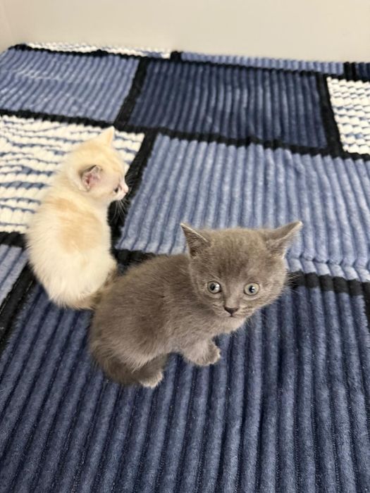 Отдам котят срочно