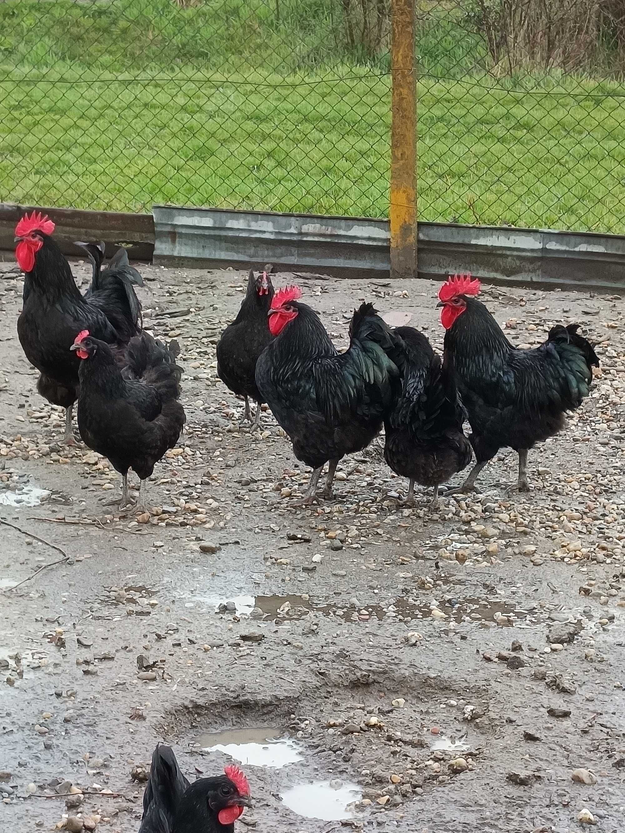 Pui de găină Australorp negru și ouă disponibile ptr.incubat.