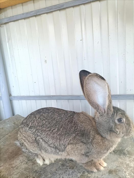 Vând iepuri uriaș german