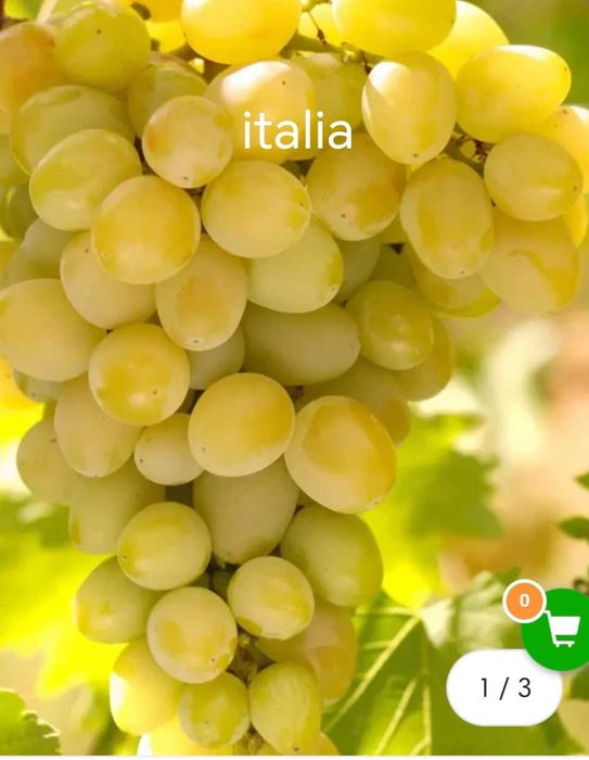 vita de vie la ghiveci