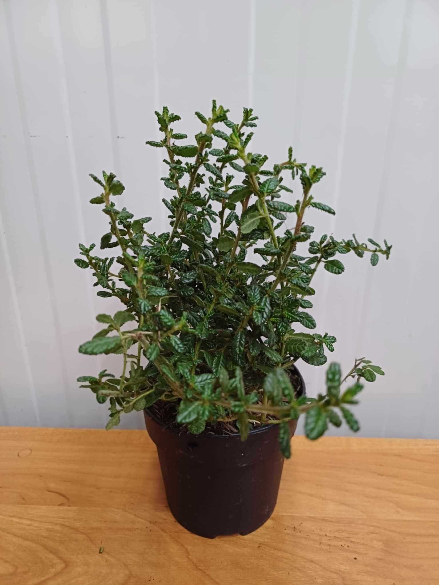 Цеанотусът (Ceanothus) или калифорнийският люляк