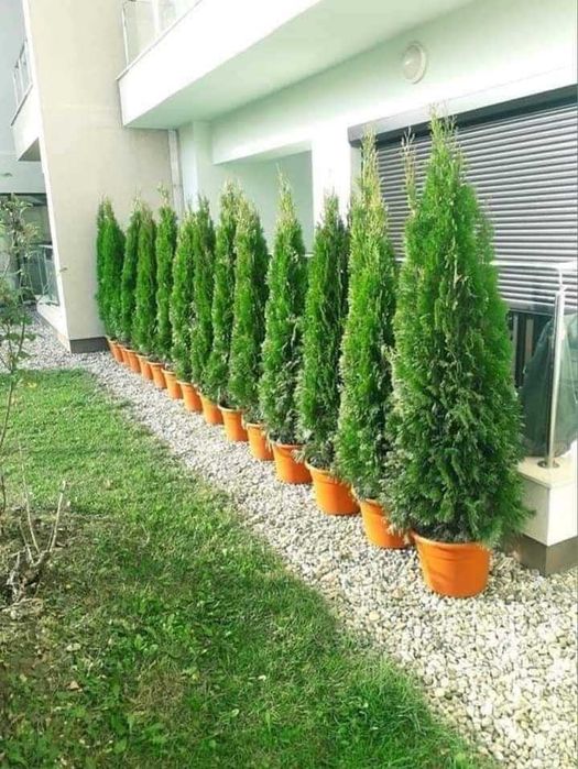 Enupar tija tuia smarald lelandy braband spirale pon pon