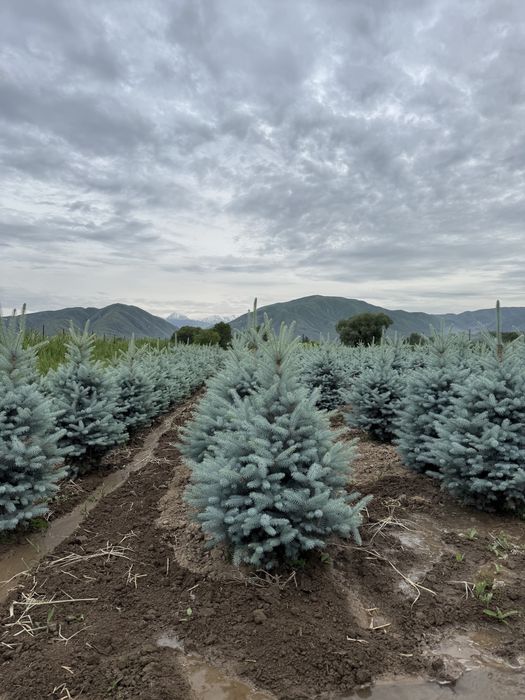 Ель голубая блю даймонд