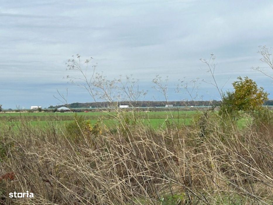 Dârvari Ciorogârla Str Tineretului 2 loturi de 500 mp 15.000 e per lot