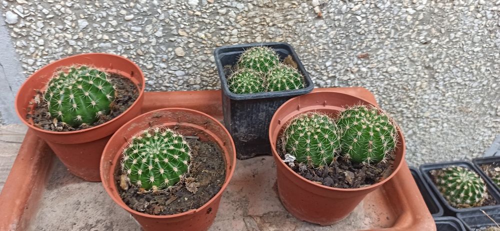 Cactusi de vanzare