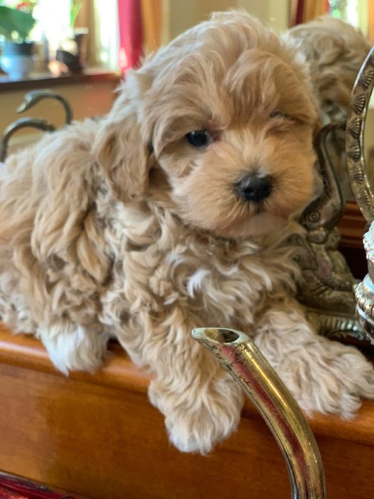 Fetiță Maltipoo jucăușă