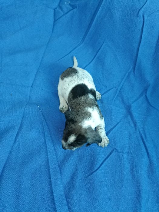 Teckel mini arlechin merle tekel mini