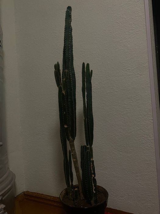 Kaktus guli sotiladi