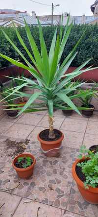 Arborele    Yucca