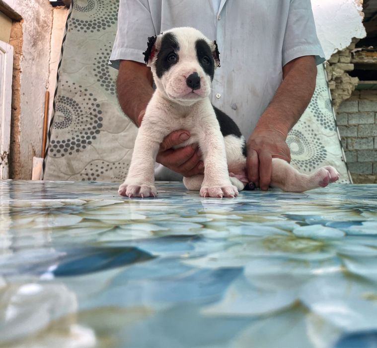 Щенок Туркменского Алабая ( чистокровный )