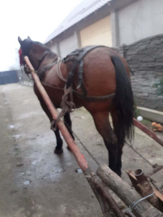 Cal de vanzare. județul Olt. com Strejesti