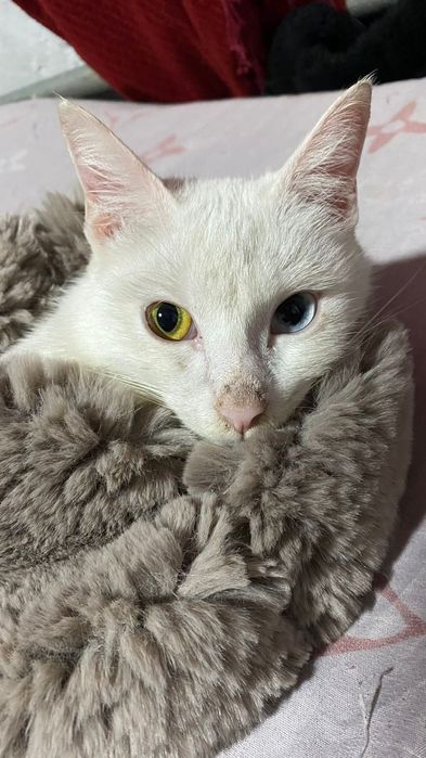 Кот в добрые руки