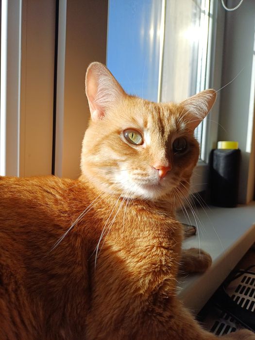 Рыжий кот в добрые руки