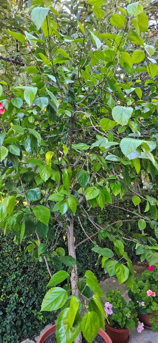 Китайска червена роза