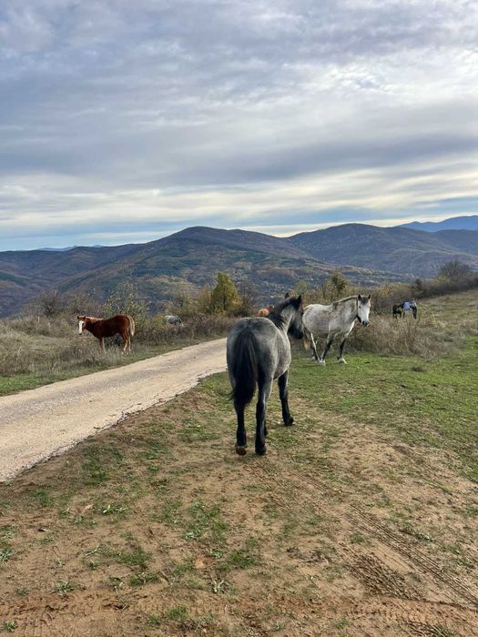 Продавам мъжки кончета