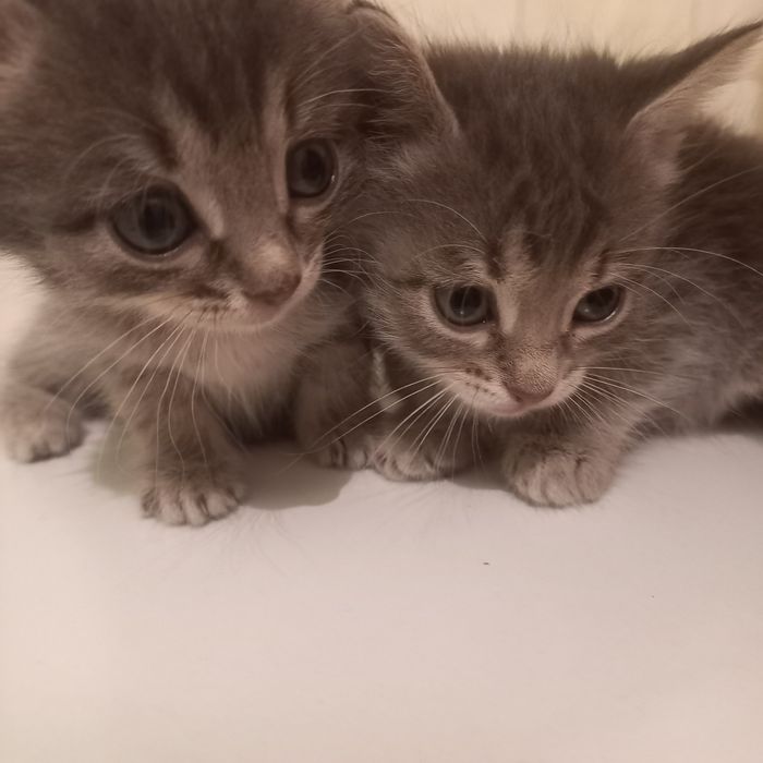 Шотландские котята один месяц